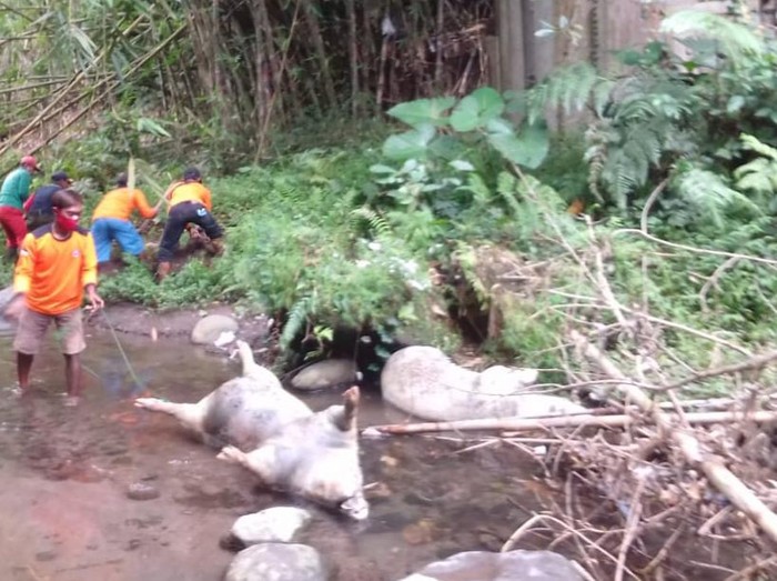 Penemuan bangkai babi di Sungai Tibayan Kecamatan Jatinom, Klaten, Selasa (29/12/2020).