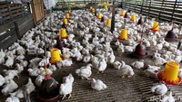 Marsel merupakan salah seorang nasabah kredit BRI. Ia memulai bisnis peternakan ayam dengan mengikuti dan mengurusi usaha orang tuanya di Putussibau, Kapuas Hulu, Kalimantan Barat.