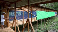 Tak sampai setahun, ia pun berhasil menunjukkan kepiawaian dan kegigihannya. Pundi-pundi uang untuk pun mulai terkumpul dan siap memulai usahanya sendiri. Pria yang pernah menjadi guru di Pontianak itu kini telah memiliki usaha peternakan ayam dengan 4 kandang besar, seperti yang terlihat dalam gambar.