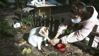 Dilansir dari AP, proyek yang diberi nama Midnight Cafetaria itu diluncurkan pada bulan September. Idenya adalah untuk memberi kucing-kucing liar tempat beristirahat sembari memberi makan mereka tanpa membuat jalanan menjadi berantakan.