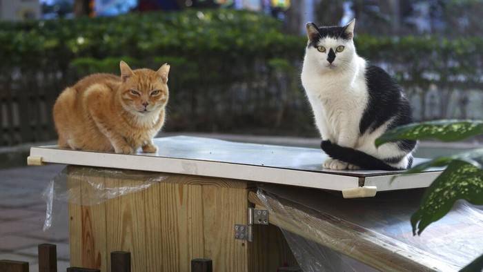 Rumah kucing di Taiwan ini cukup unik. Selain sediakan makanan untuk kucing liar, rumah kucing itu juga dilengkapi area untuk kucing beristirahat sesudah makan.