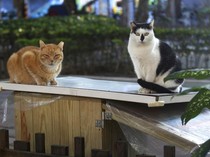 Viral Pria Makan Kucing, Apa Hukum Mengonsumsinya dalam Islam?