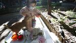 Unik! Ada Kantin untuk Kucing Liar di Taiwan