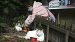 Unik! Ada Kantin untuk Kucing Liar di Taiwan
