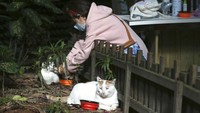 Kantin untuk kucing liar itu pun tak hanya menyediakan makanan, sejumlah obat-obatan dasar untuk kucing pun tersedia di sana. Tak sedikit pula warga sekitar yang membawa bantal-bantal kecil serta kotak-kotak kardus yang dihias untuk ditambahkan di rumah kucing tersebut.