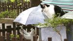 Unik! Ada Kantin untuk Kucing Liar di Taiwan