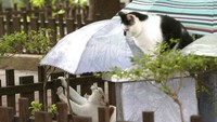Kantin untuk kucing-kucing liar ini pun diharapkan dapat meningkatkan kesadaran untuk menjaga dan merawat kucing-kucing liar di jalanan.