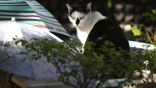 Rumah kucing di Taiwan ini cukup unik. Selain sediakan makanan untuk kucing liar, rumah kucing itu juga dilengkapi area untuk kucing beristirahat sesudah makan.