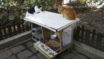 Unik! Ada Kantin untuk Kucing Liar di Taiwan