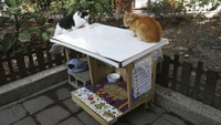 Dua ekor kucing tengah menanti makanan yang akan disediakan di kantin untuk para kucing liar di kawasan Taipei, Taiwan.