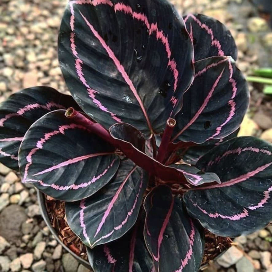 Velvet calathea. (Dok: Istimewa) Velvet calathea. (Dok: Istimewa)