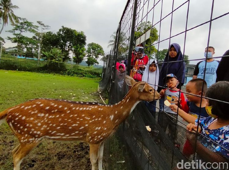 Foto: Serunya Libur Tahun Baru di Mini Zoo Kuningan