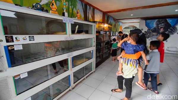 Ada banyak koleksi satwa seperti reptil hingga primata yang jarang wisatawan lihat. Jangan khawatirm tentunya satwa diawasi oleh petugas. (Bima Bagaskara/detikcom) Ada banyak koleksi satwa seperti reptil hingga primata yang jarang wisatawan lihat. Jangan khawatirm tentunya satwa diawasi oleh petugas. (Bima Bagaskara/detikcom)