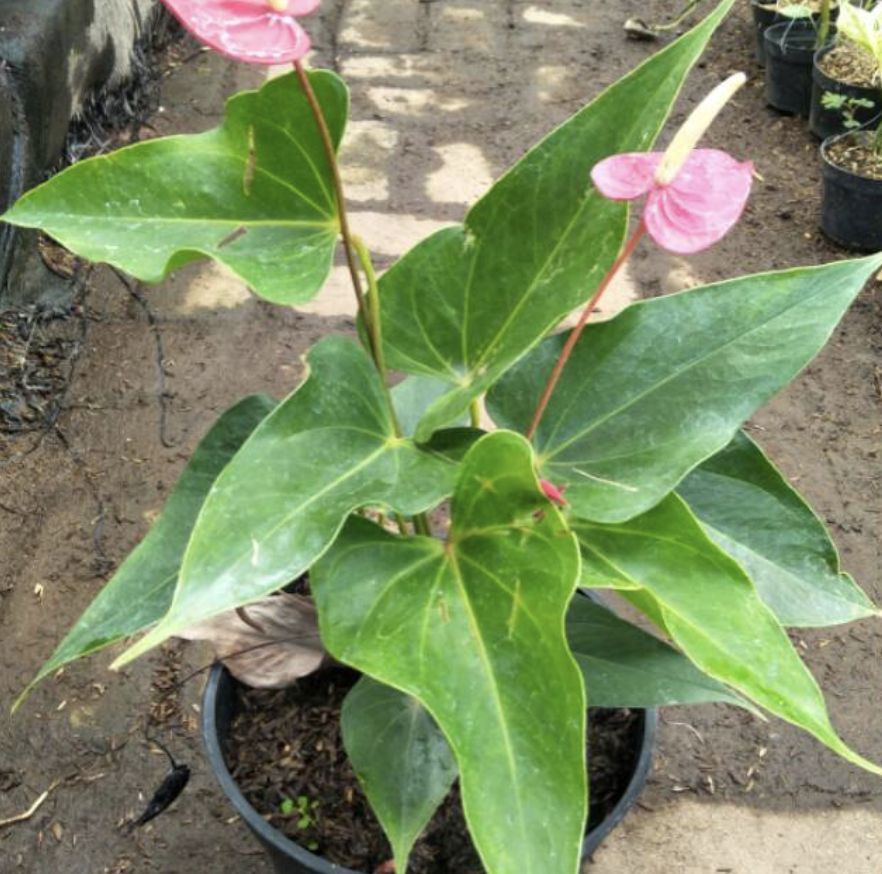 10 Jenis Anthurium Berdaun Lebar Yang Memiliki Harganya Fantastis