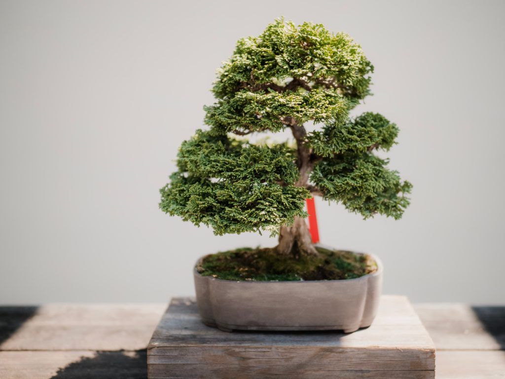 Bonsai (Photo by Todd Trapani from Pexels)