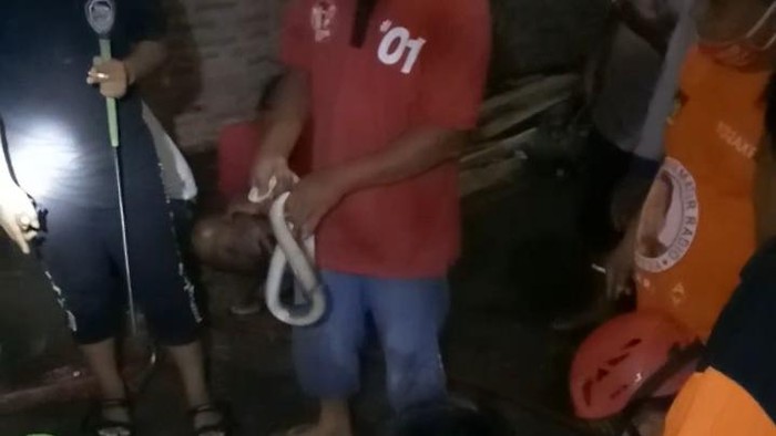 Enam ekor ular kobra ditangkap di gorong-gorong Jalan Raya Cawas-Pedan, Dusun Jembangan, Desa Plosowangi, Kecamatan Cawas, Klaten, Sabtu (2/1/2021).