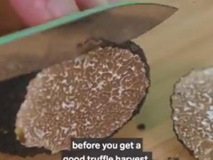 White Truffle Dijual Rp 56 Juta per Kg, Kenapa Bisa Mahal?