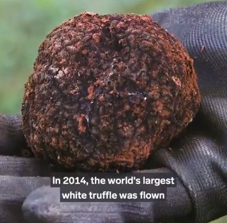 Alasan mengapa harga white truffle bisa mahal