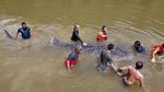 Hiu Paus Tutul Terdampar di Sungai Wanggu