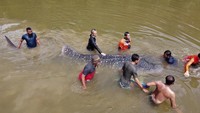 Seekor hiu paus tutul dengan panjang sekitar empat meter ditemukan warga terdampar di Sungai Wanggu akibat air sungai surut.