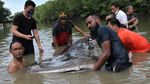 Hiu Paus Tutul Terdampar di Sungai Wanggu