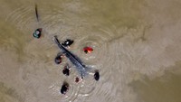 Petugas BKSDA Seksi Konservasi II Sulawesi Tenggara berusaha menyelamatkan seekor hiu paus tutul (Rhincodon typus) yang terdampar di Sungai Wanggu, Kendari, Sulawesi Tenggara, Sabtu (2/1/2021). 