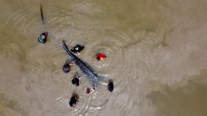 HIU PAUS TUTUL TERDAMPAR DI SUNGAI WANGGU Petugas BKSDA Seksi Konservasi II Sulawesi Tenggara berusaha menyelamatkan seekor hiu paus tutul (Rhincodon typus) yang terdampar di Sungai Wanggu, Kendari, Sulawesi Tenggara, Sabtu (2/1/2021). Seekor hiu paus tutul dengan panjang sekitar empat meter ditemukan warga terdampar di Sungai Wanggu akibat air sungai surut dan membuat tim BKSDA kesulitan mengevakuasi satwa itu hingga ke Teluk Kendari dan harus mendorong sekitar lima kilometer. ANTARA FOTO/Jojon/wsj.