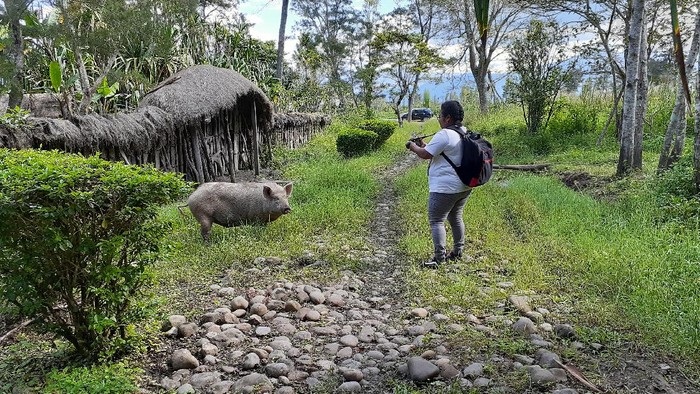 Memotret babi di Lembah Baliem