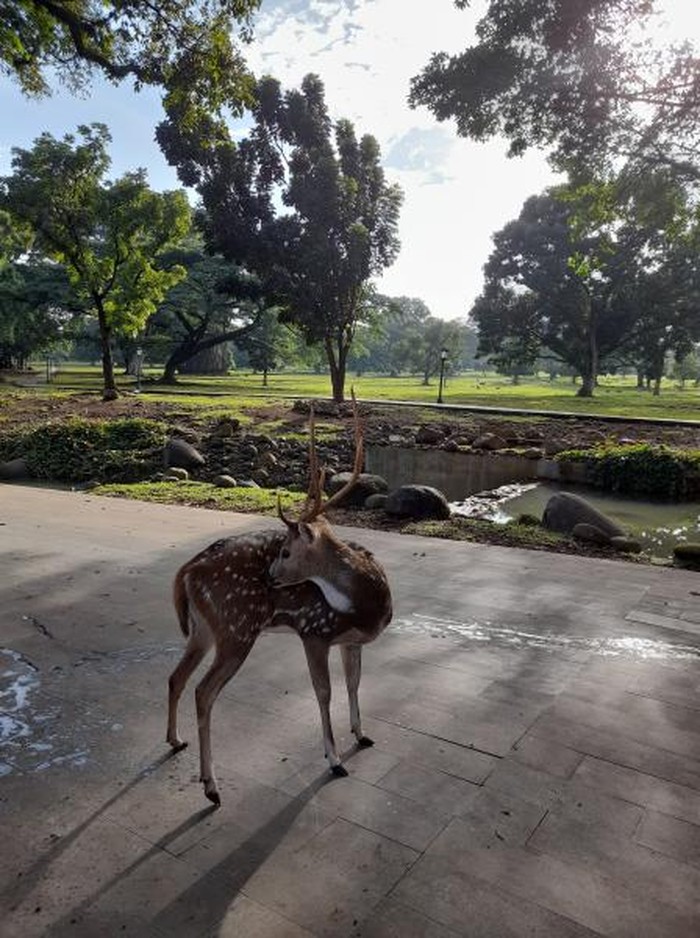 'Menyapa' Rusa di Istana Presiden Bogor 'Menyapa' Rusa di Istana Presiden Bogor