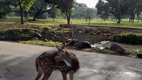 Berkunjung ke Istana Bogor, kamu bisa melihat gedung kepresidenan Republik Indonesia dengan bangunan putih yang sangat megah. Pengunjung pun juga dapat melihat hewan rusa yang ada di halaman Istana. (Intan MN/dTraveler)