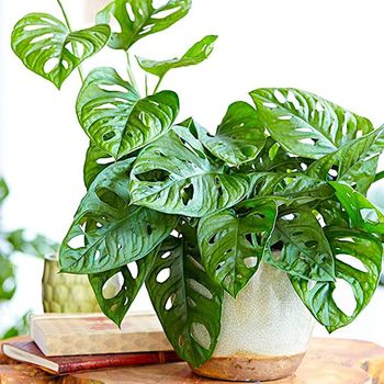 Monstera obliqua. (Dok: Istimewa)