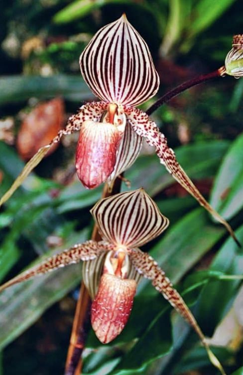 Rothschild Orchid. (Dok: Istimewa)