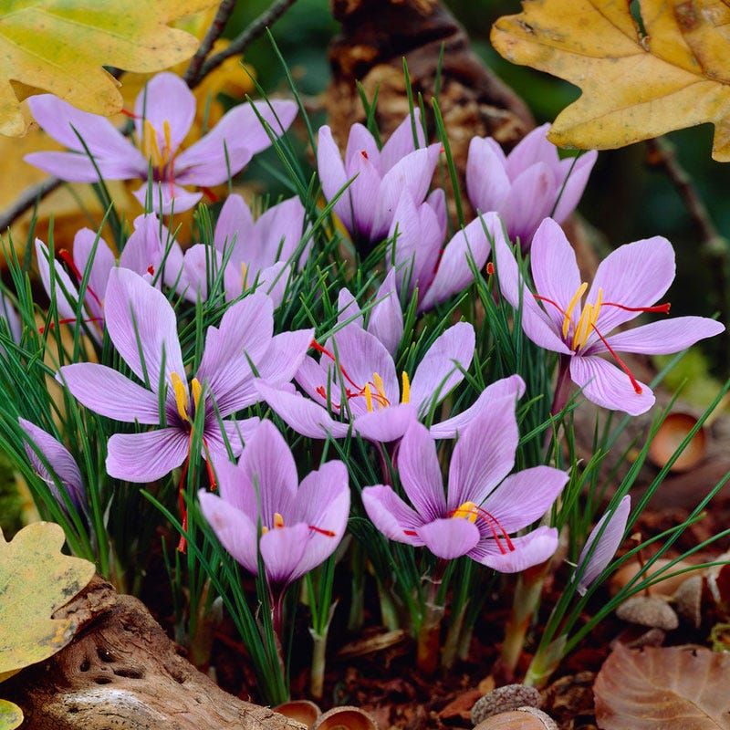 Saffron Crocus. (Dok: Istimewa)