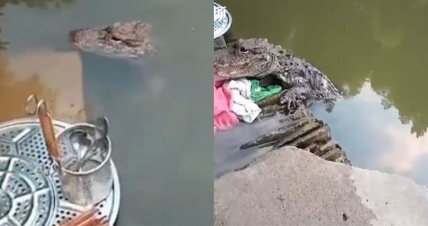 Santuy! Wanita Ini Cuci Piring di Sungai Ditemani Buaya