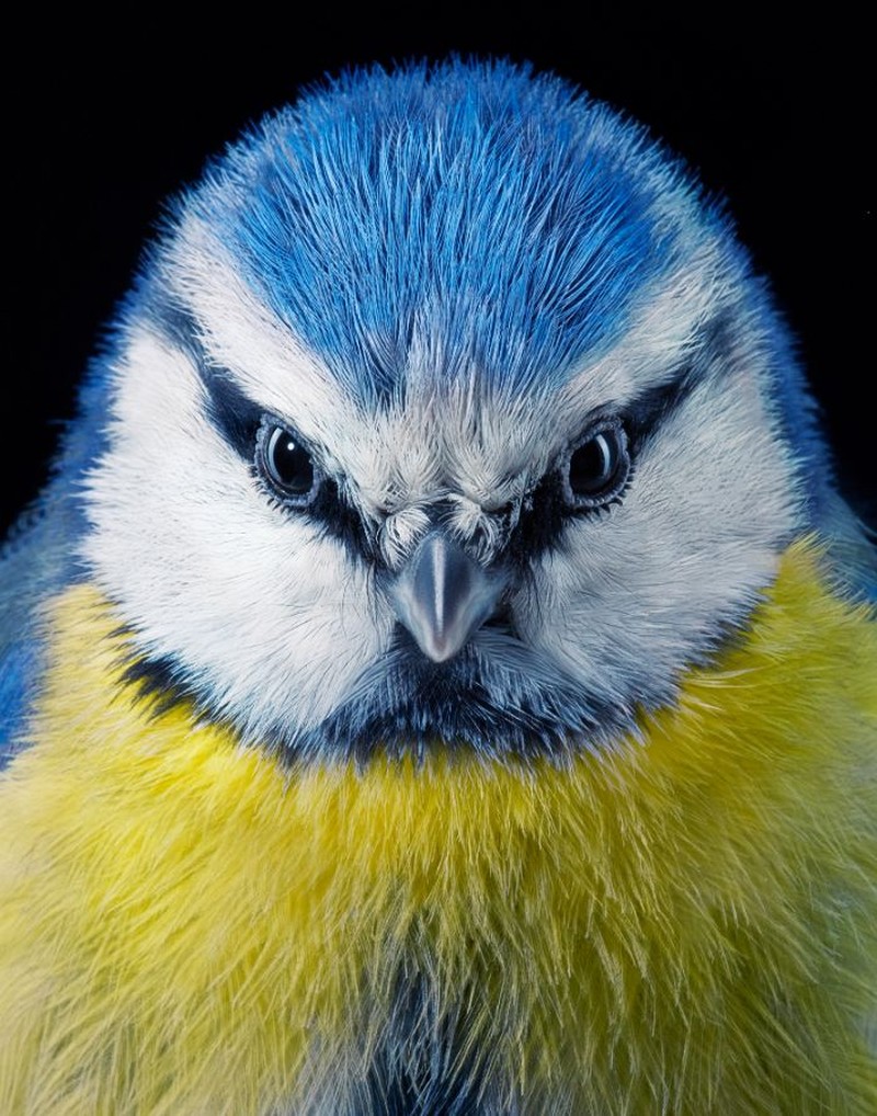 fotoinet Tim Flach burung