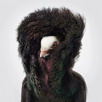 fotoinet Tim Flach burung