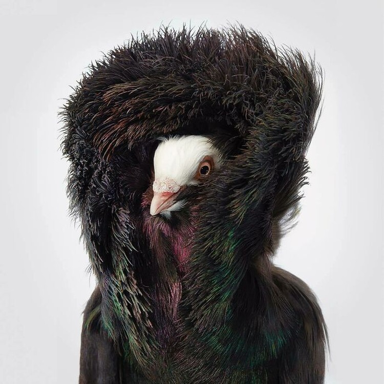 fotoinet Tim Flach burung