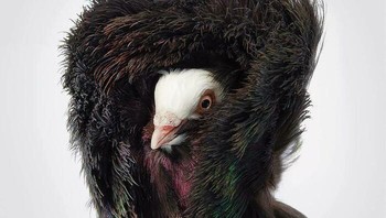 Burung Merpati Jacobin Hitam. Tim mencoba mendapatkan akses ke fosil yang sangat langka. Dia harus meyakinkan pihak museum bahwa dia layak memiliki akses ke fosil yang sangat langka dan penting seperti itu. Jadi tentu saja, pemotretan Tim sangat bervariasi. Foto: Dok. Tim Flach