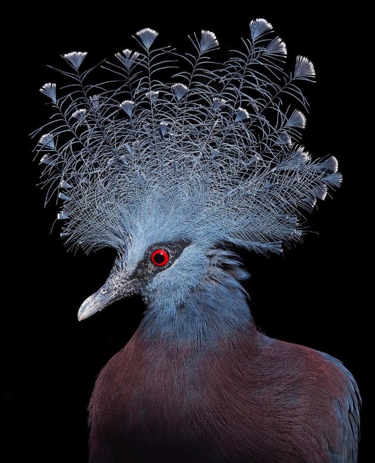 fotoinet Tim Flach burung fotoinet Tim Flach burung