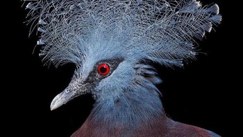 Burung Mambruk Victoria. Saya pikir satu hal sebagai fotografer adalah bahwa meskipun Anda dapat memiliki jenis rumus dan pendekatan untuk pemecahan masalah tertentu, ketika menyangkut hewan, masing-masing dapat memiliki situasi yang berbeda apakah itu berarti menyelam dengan hiu martil, atau melacak beruang kutub di Arktik, jelasnya. Foto: Dok. Tim Flach