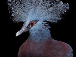 Potret Close Up Burung Langka yang Memukau