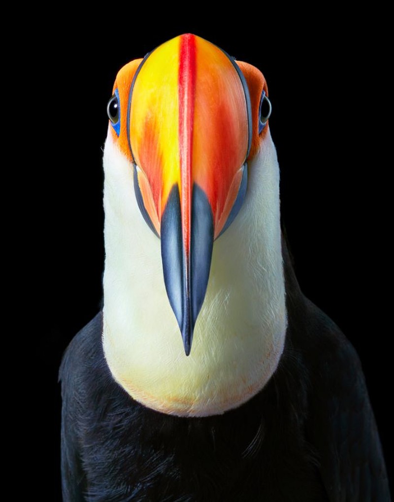 fotoinet Tim Flach burung