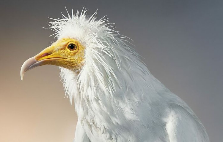 fotoinet Tim Flach burung