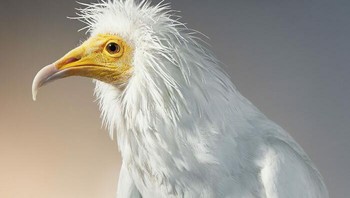 Burung Hering Mesir. Dan itulah keindahan karyanya; dia tidak memaksakan apa pun, sebaliknya, Tim membiarkan subjeknya berbicara dan memberi ruang kepada pemirsa untuk mengarang apa pun. Foto: Dok. Tim Flach