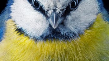 Burung Gelatik Biru. Flach menghabiskan cukup banyak waktu pada pemotretannya menurutnya hal tersebut sangt tergantung pada jenis proyek yang dilakukannya. Foto: Dok. Tim Flach