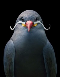 fotoinet Tim Flach burung