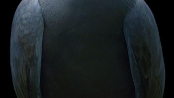 Burung Inca Tern. Kalau demi uang, saya kemungkinan besar akan memotret hewan peliharaan seperti kucing atau anjing. Tapi saya punya kontak dengan penangkar atau pawang, katanya dilansir detiKINET dari Boredpanda. Foto: Dok. Tim Flach