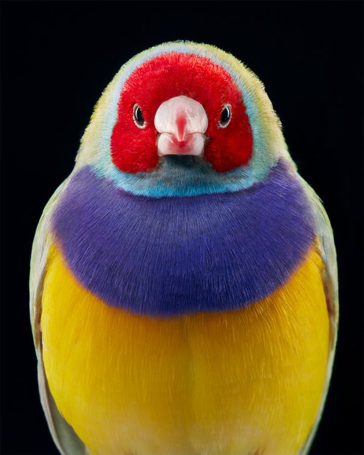 fotoinet Tim Flach burung fotoinet Tim Flach burung