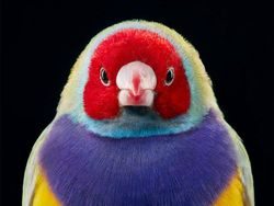 Potret Close Up Burung Langka yang Memukau