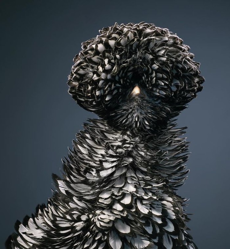 fotoinet Tim Flach burung